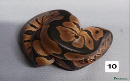 Python Snake reptiles for sale: Royal Python Morphs Females  - Image 5