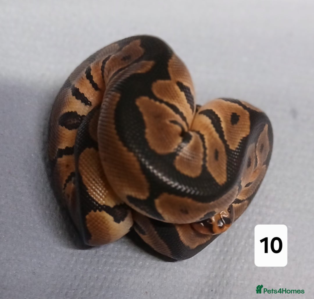 Python Snake reptiles for sale: Royal Python Morphs Females  - Image 5