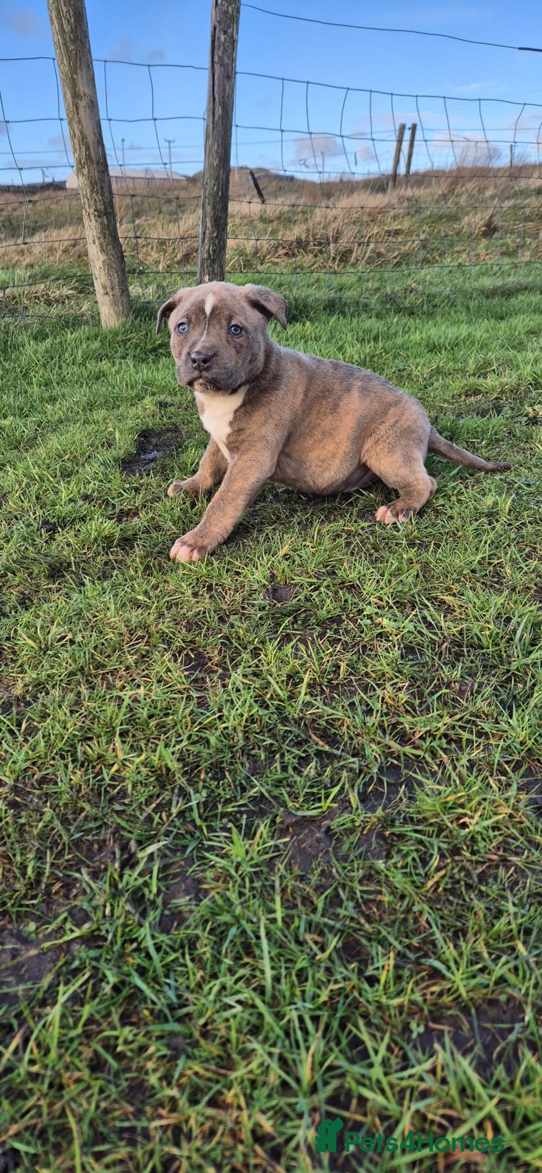 Mixed Breed dogs for sale: Mixed breed pups ready to leave - Advert 4