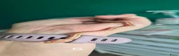 Corn Snake reptiles for sale: Baby corn snakes for sale  - Advert 3