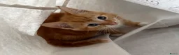 Mixed Breed cats for sale: 2 beautiful sisters  - Advert 10