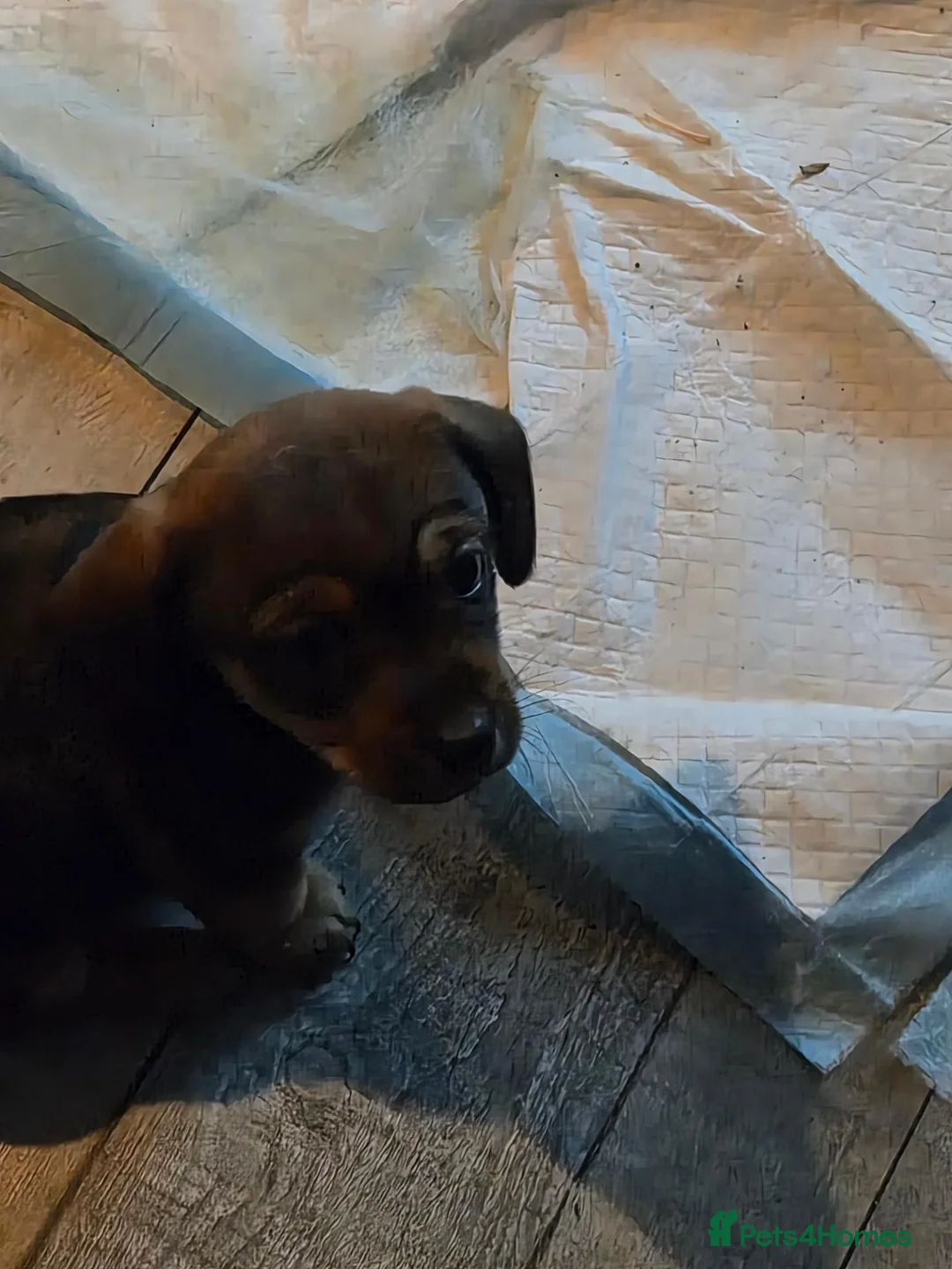 Chiweenie dogs for sale: Chiweenies  - Advert 2