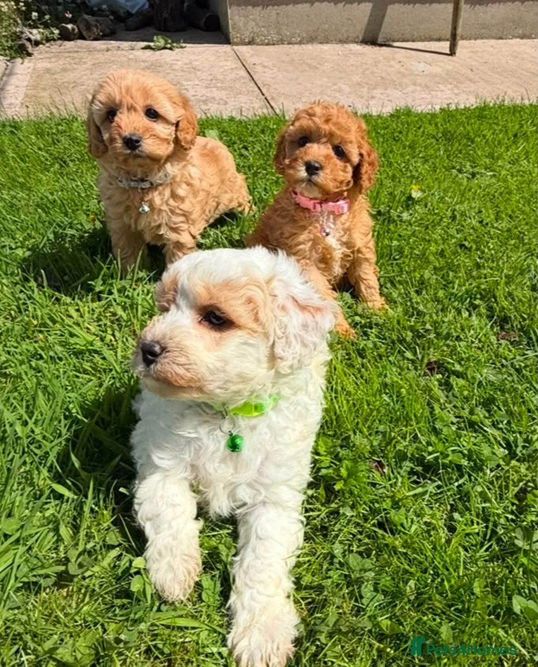 Cavapoo dogs for sale: Toy Cavapoo Puppies  - Advert 16