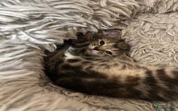 Mixed Breed cats for sale:  Beautiful Kittens for Sale – 2 Boys & 2 Girls 🐾 - Image 21