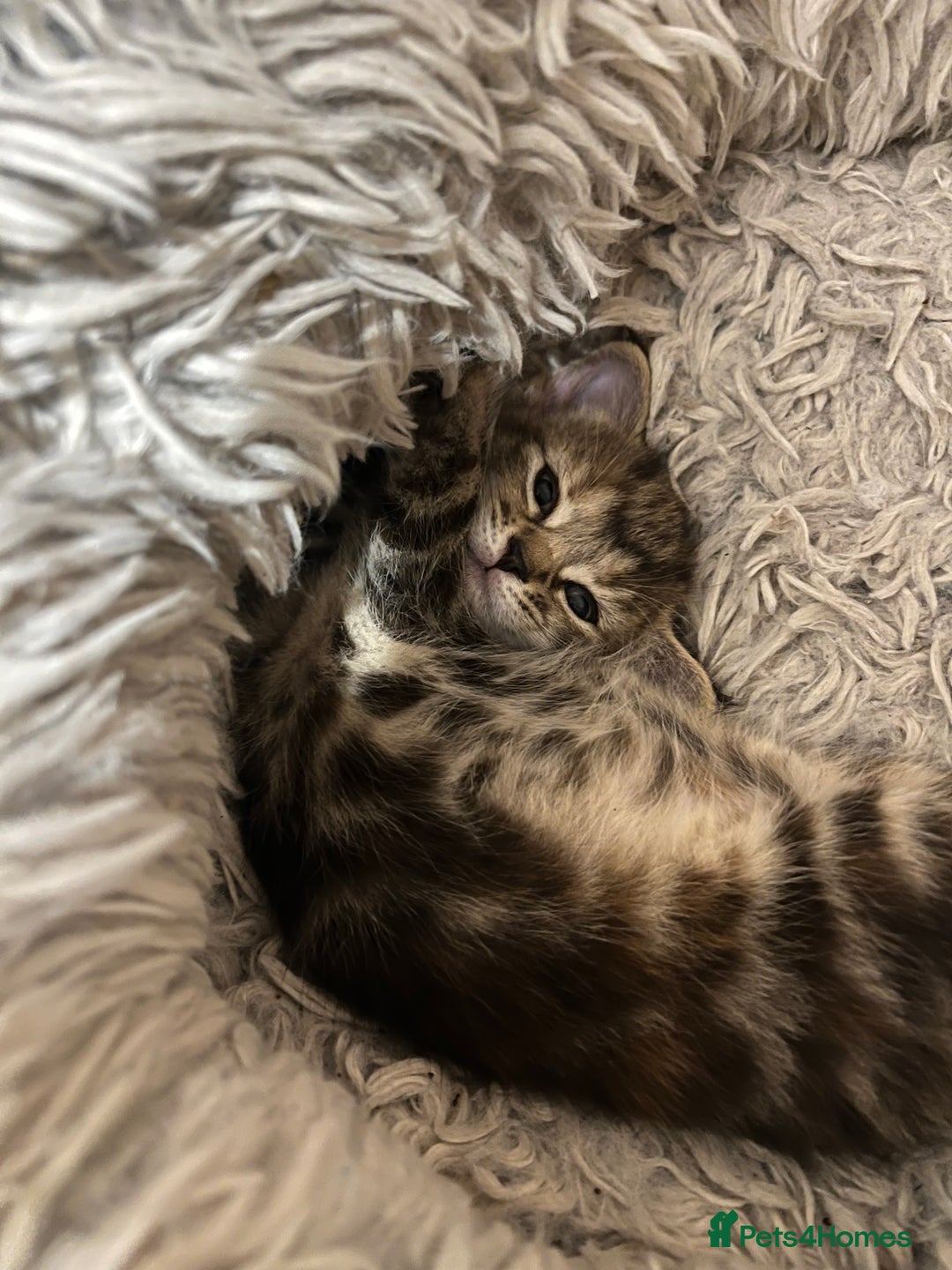 Mixed Breed cats for sale:  Beautiful Kittens for Sale – 2 Boys & 2 Girls 🐾 - Image 21