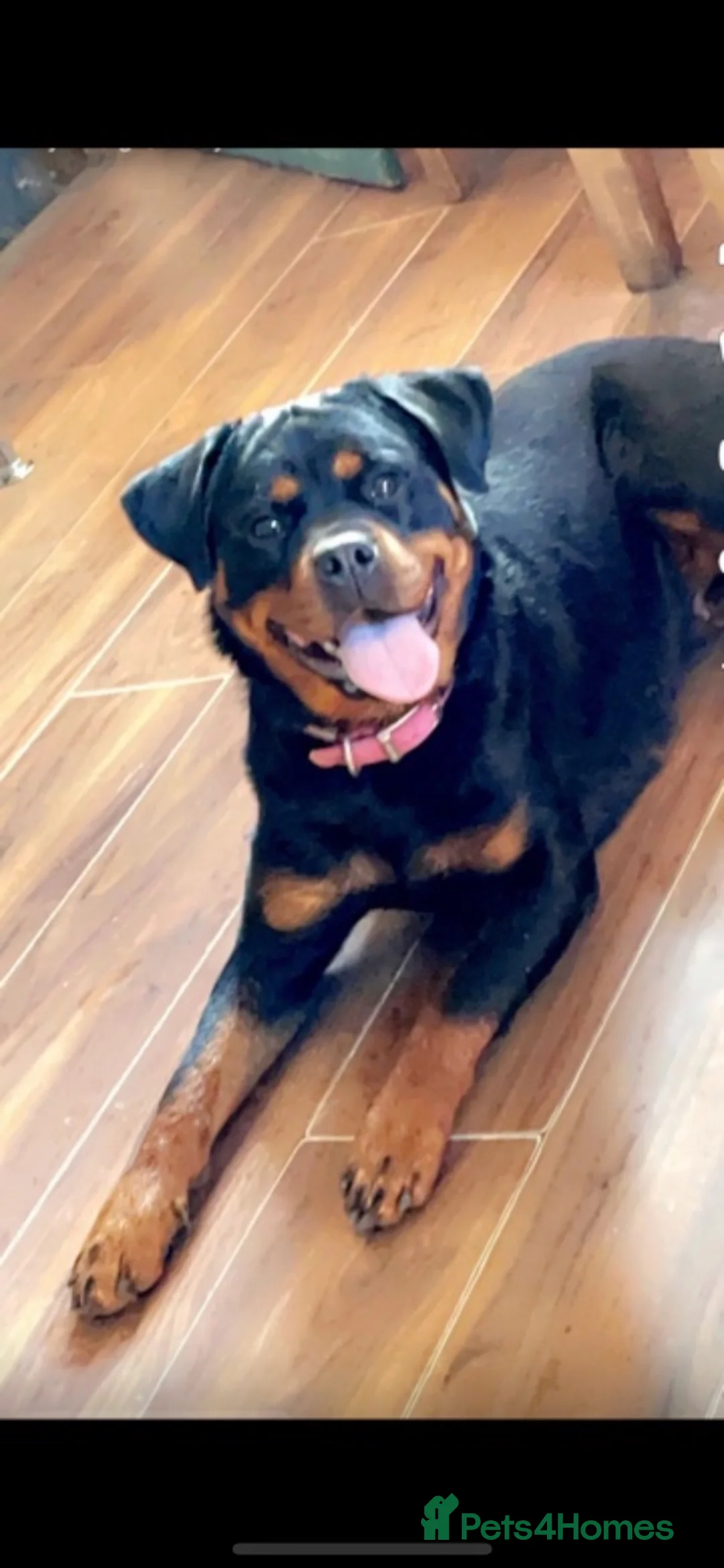 Rottweiler dogs for sale: Big chunky Rottweiler puppies  - Advert 2