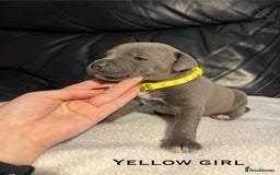 Staffordshire Bull Terrier dogs for sale: Staffordshire bull terrier puppies♥️ KC registered - Image 7