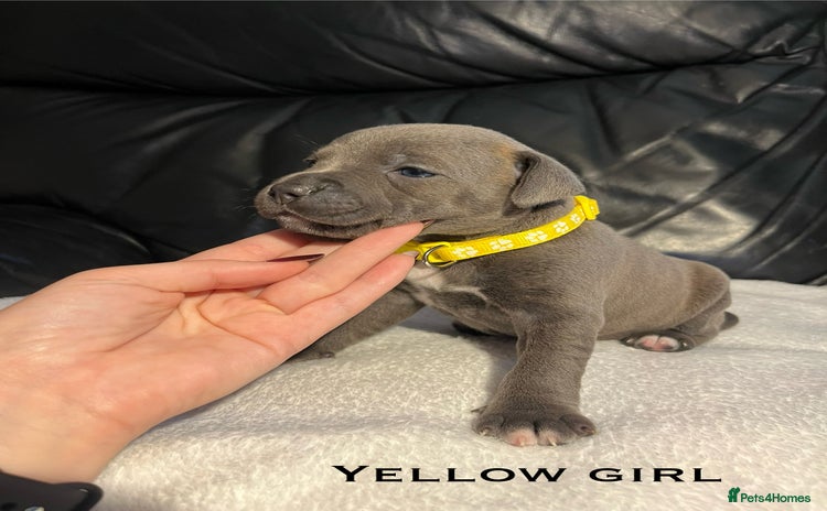 Staffordshire Bull Terrier dogs - Advert 2