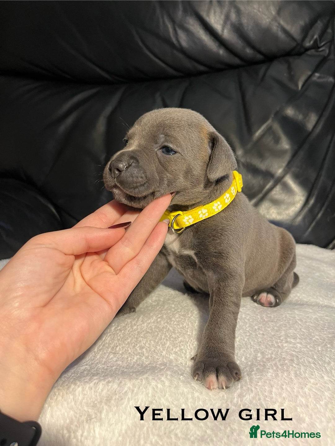 Staffordshire Bull Terrier dogs for sale: Staffordshire bull terrier puppies♥️ KC registered - Image 7