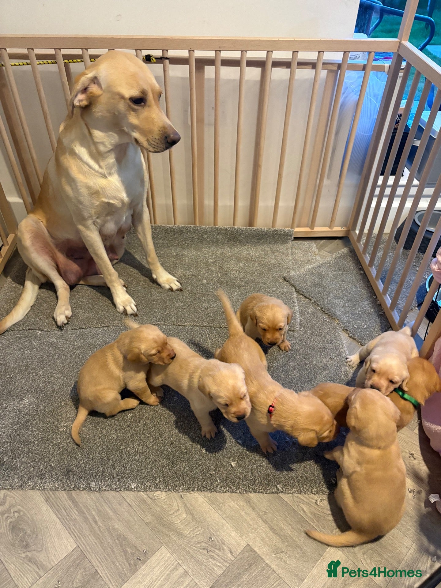 Labrador Retriever dogs Labrador Pups for Sale - Advert 9