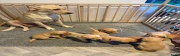 Labrador Retriever dogs for sale: Labrador Pups for Sale in Blairgowrie - Advert 1