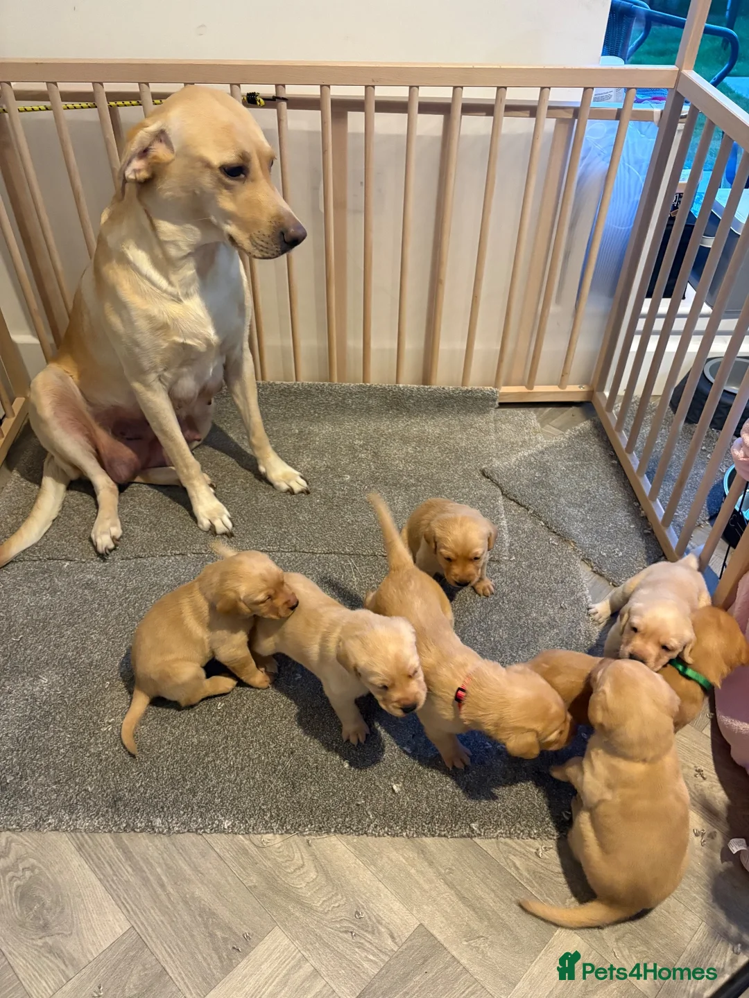 Labrador Retriever dogs for sale: Labrador Pups for Sale in Blairgowrie - Advert 1