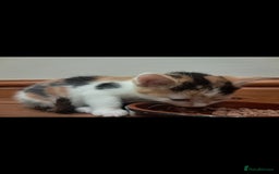 Mixed Breed cats for sale: 1 beautiful female kitten left - Image 5