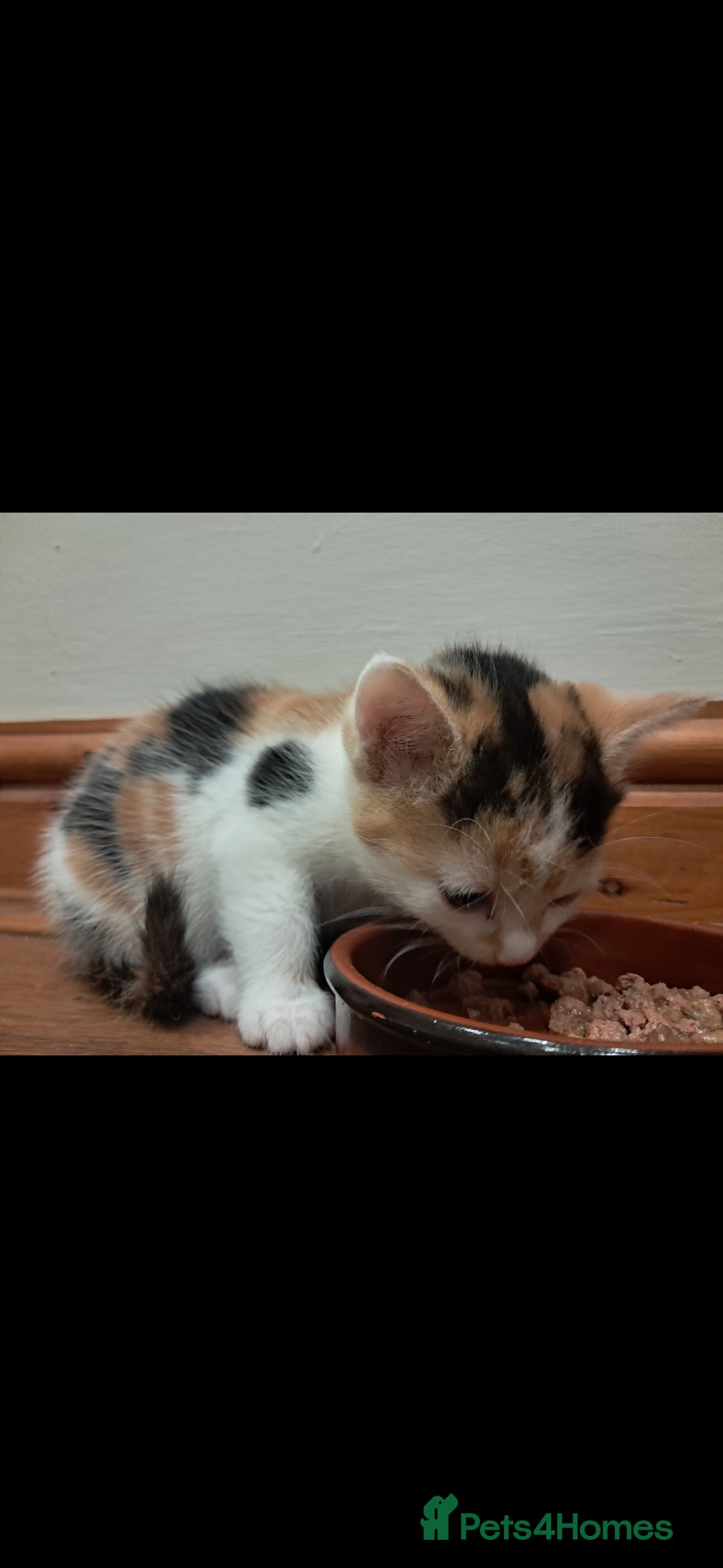 Mixed Breed cats for sale: 1 beautiful female kitten left - Image 5