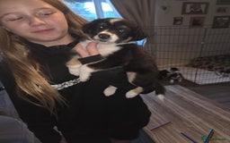 Border Collie dogs for sale: Border collie pups  - Image 5