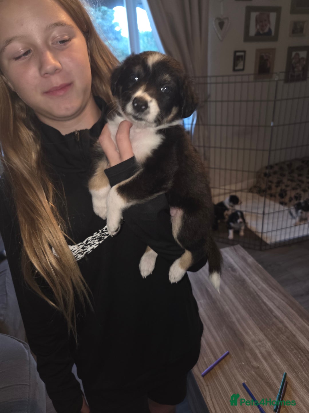Border Collie dogs for sale: Border collie pups  - Image 5