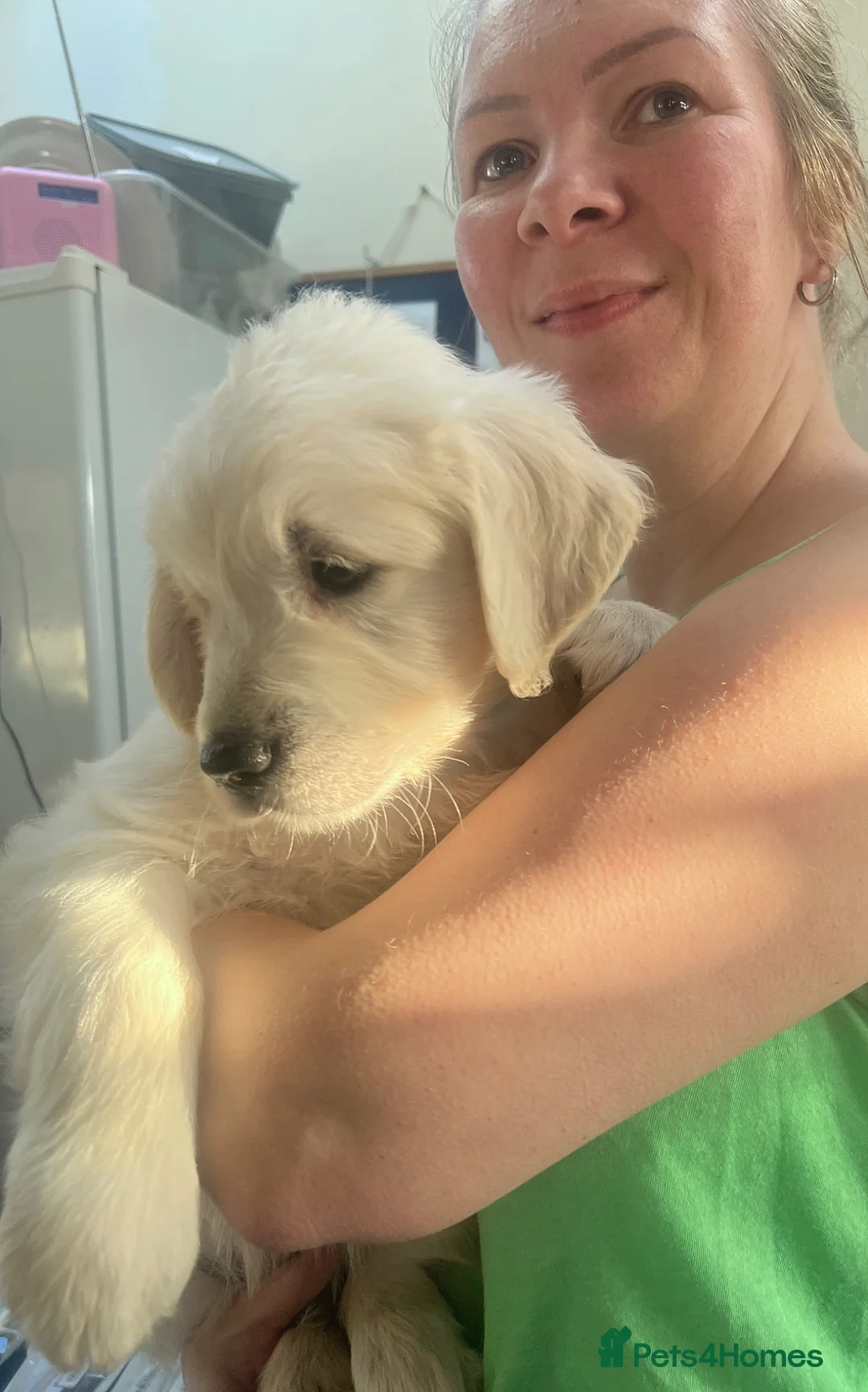 Golden Retriever dogs for sale: Heavy Coated Chunky Puppies - Advert 2