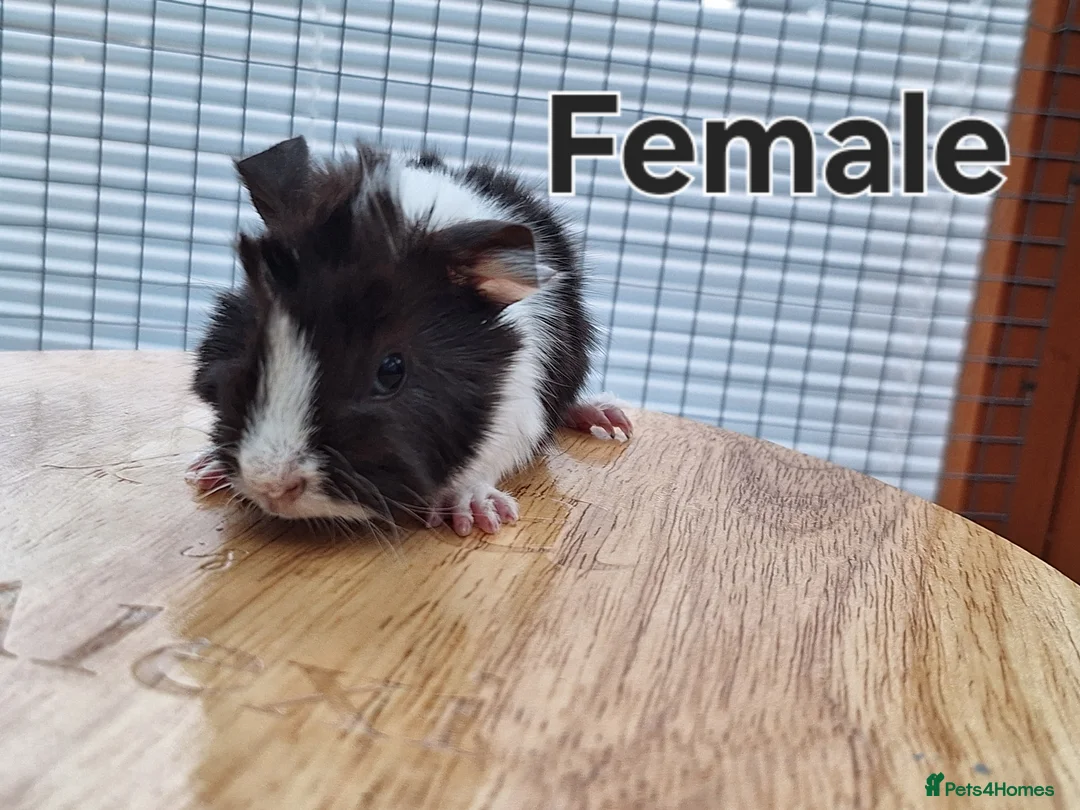 Guinea Pig rodents for sale: SOLD Baby Guinea Pig - Advert 4