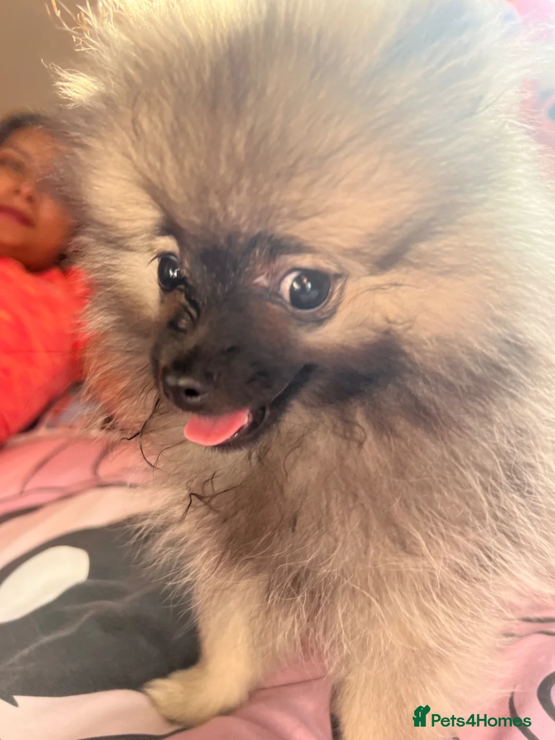 Pomeranian dogs for sale: mini pomerian  in Manchester - Advert 16