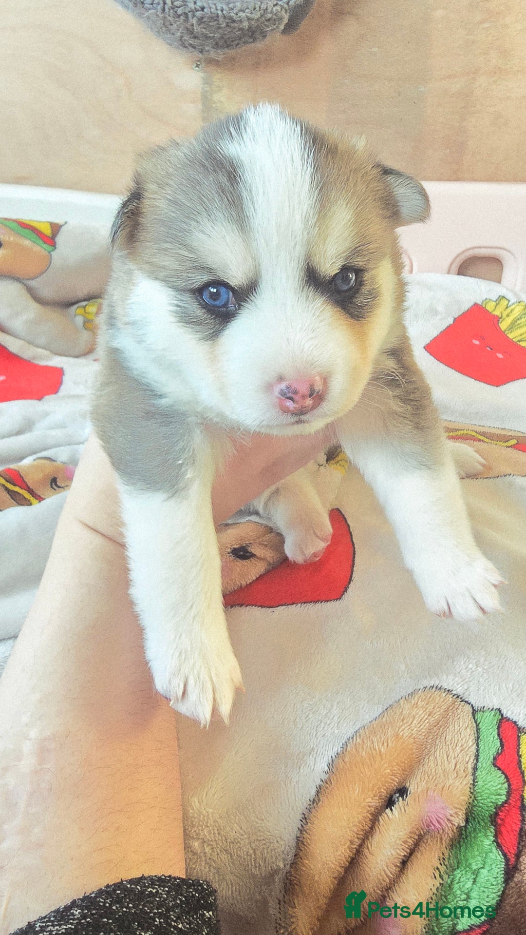 Pomsky dogs for sale: Pomsky Puppies for Sale - Advert 21
