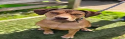 Staffordshire Bull Terrier dogs for adoption: Mascara - Advert 5