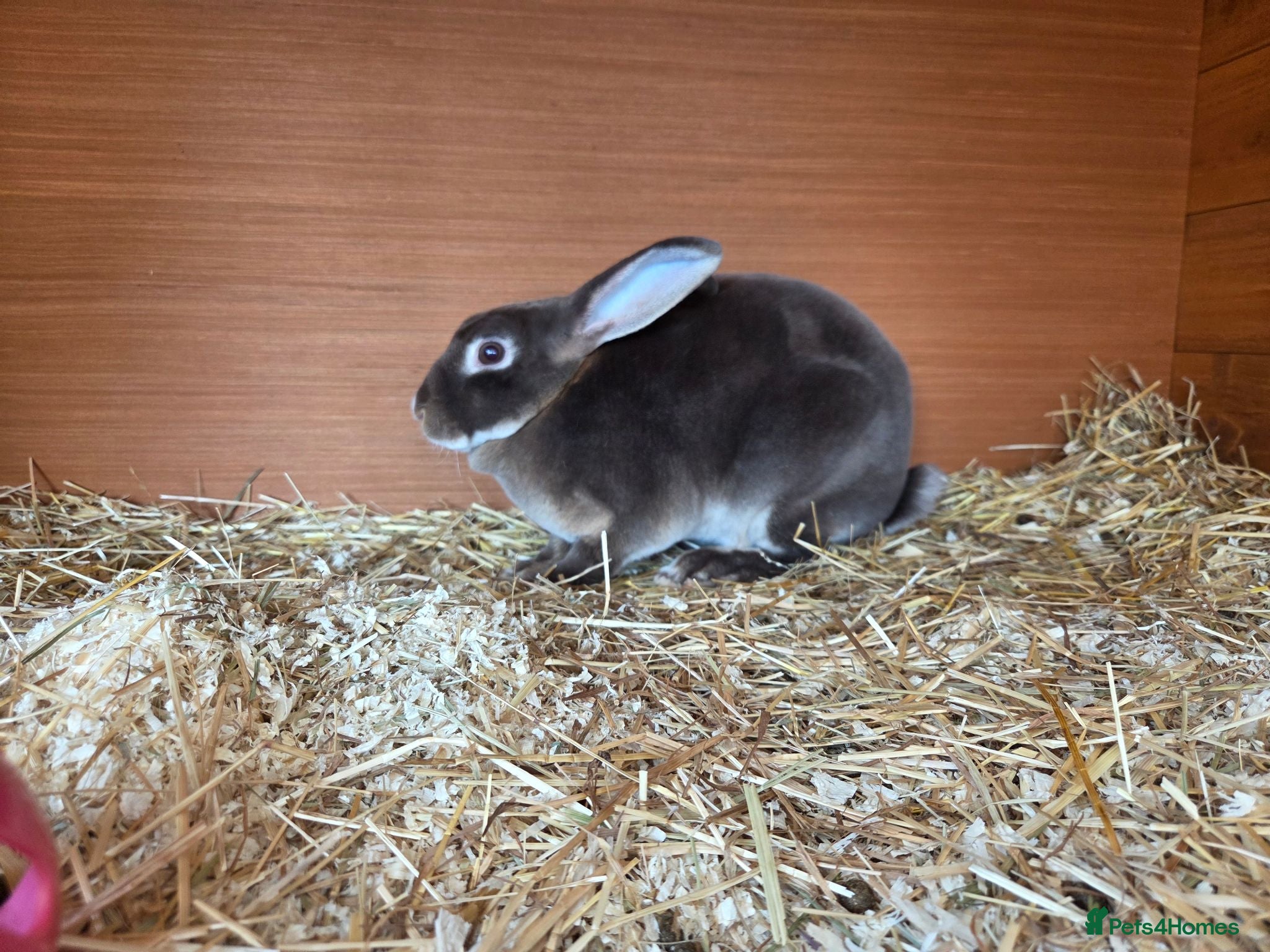 Rex rabbits Chocolate otter vm Doe - Advert 3
