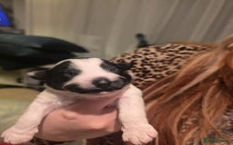 Mixed Breed dogs for sale: Pomshis - Advert 8