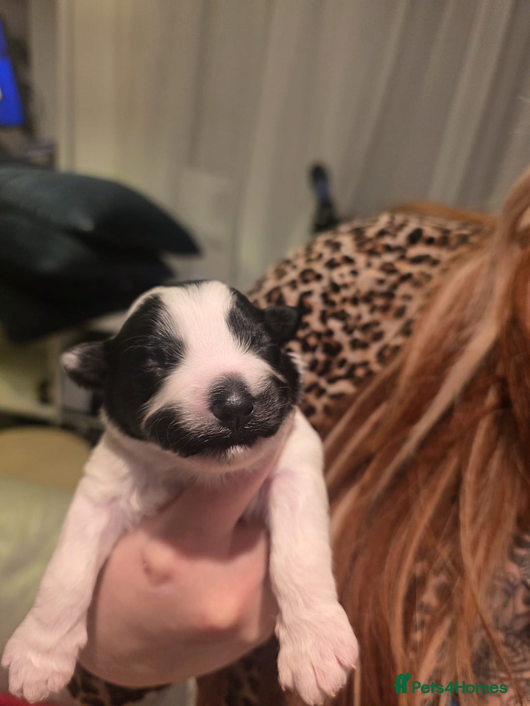 Mixed Breed dogs for sale: Pomshis - Advert 8