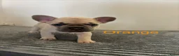 French Bulldog dogs for sale: KC French bulldog puppies - Advert 16