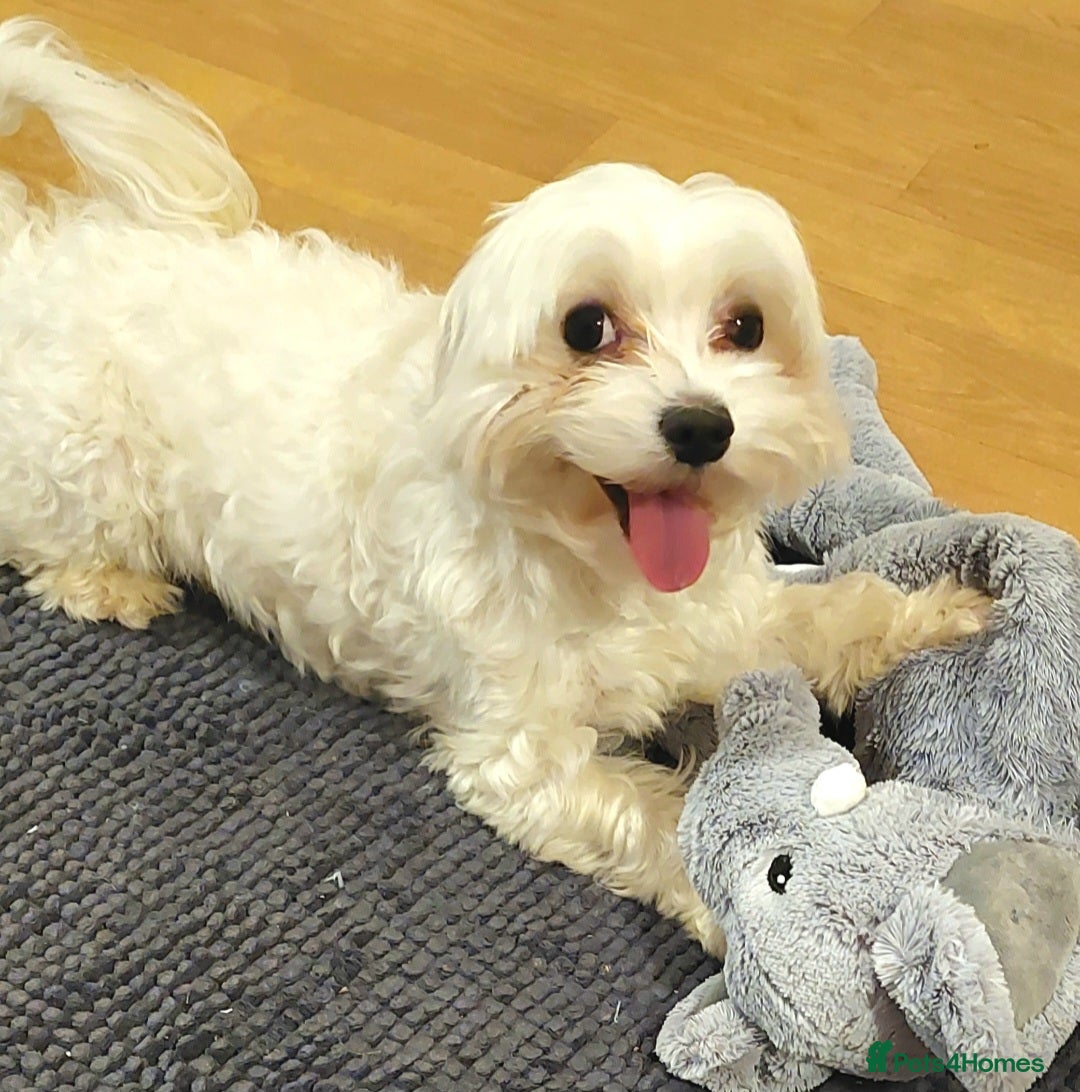 Maltese dogs for stud: Maltese Stud Available – Edinburgh 🐶 - Image 2