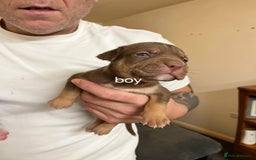 Mixed Breed dogs for sale: Mixed breed pups  - Image 3