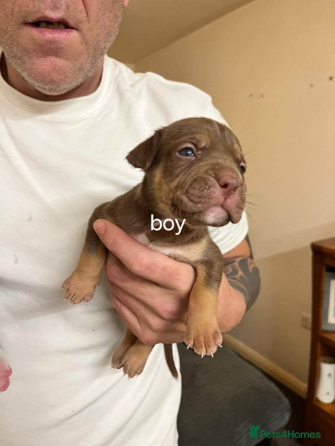 Mixed Breed dogs for sale: Mixed breed pups  - Image 3