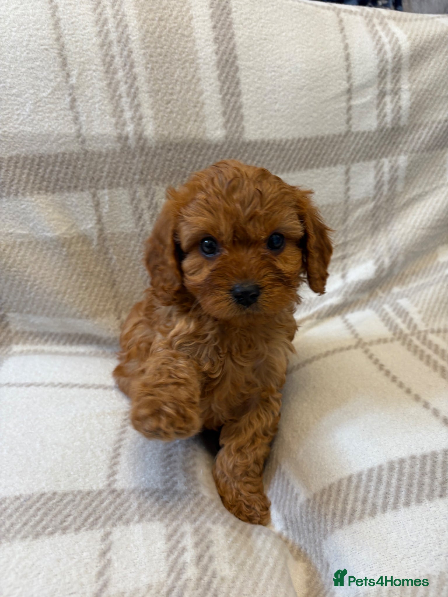 Cavapoo dogs Cavapoo puppy only one little boy left  - Advert 12