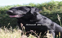 Labrador Retriever dogs for sale: 💫Stunning chocolate and black labrador pups 💫 - Image 31