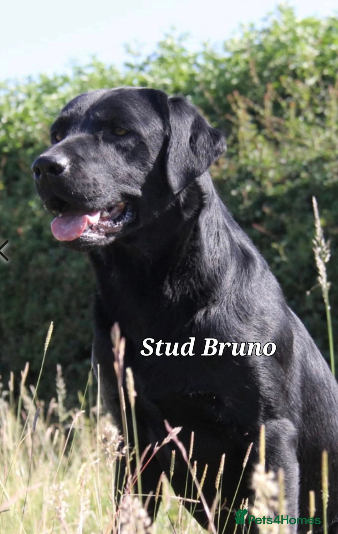Labrador Retriever dogs for sale: 💫Stunning chocolate and black labrador pups 💫 - Image 31