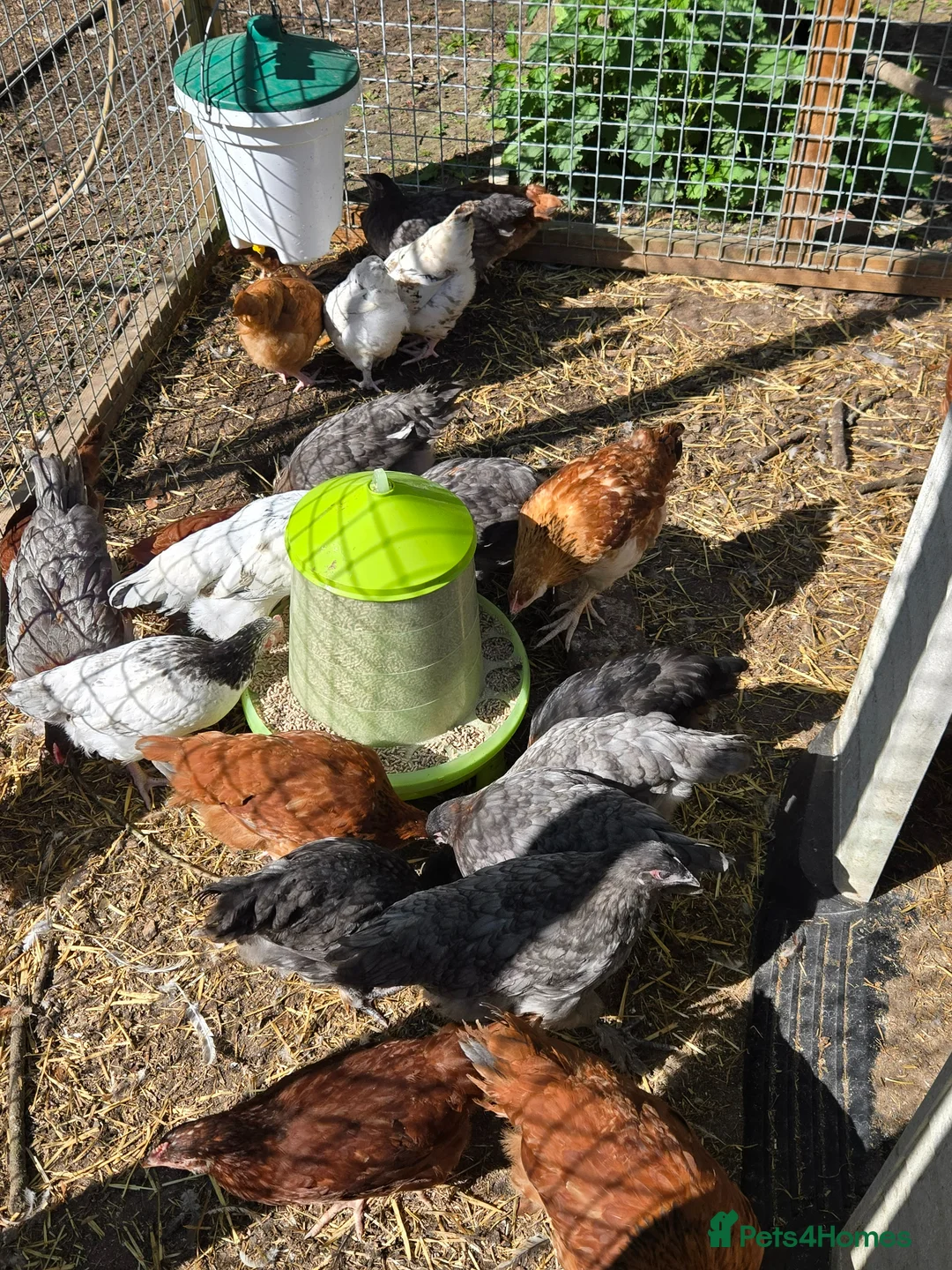 Chickens poultry for sale: Young Pullets. Various Breeds Available - Advert 1