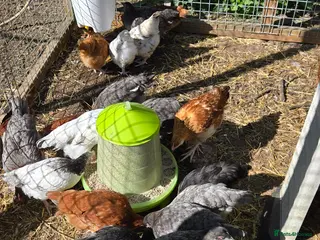 Chickens poultry Young Pullets. Various Breeds Available - Advert 2