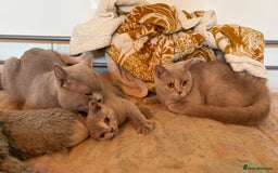 British Shorthair cats for sale: British Shorthair kittens - Image 16