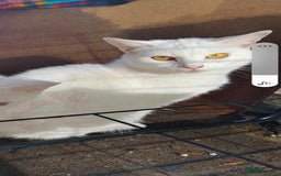 American Shorthair cats for sale: Cats for sale Maycoon Cross Bread - Image 3