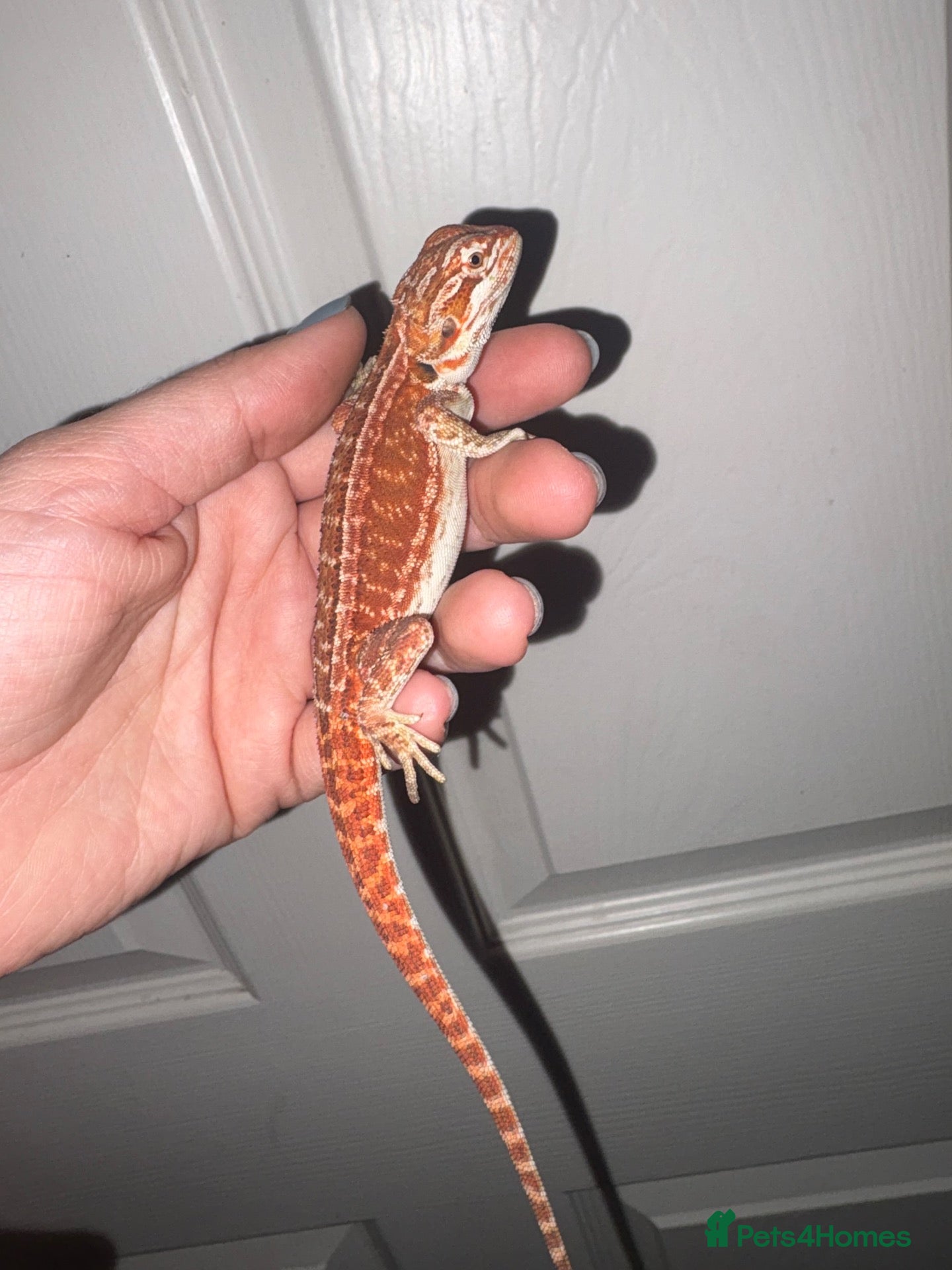 Bearded Dragon reptiles for sale: Very friendly dragons - Advert 2