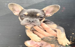 French Bulldog dogs for sale: RUN DONT WALK DOUBLE CHAMPS! A* Boys Lilac & Tan  - Image 6