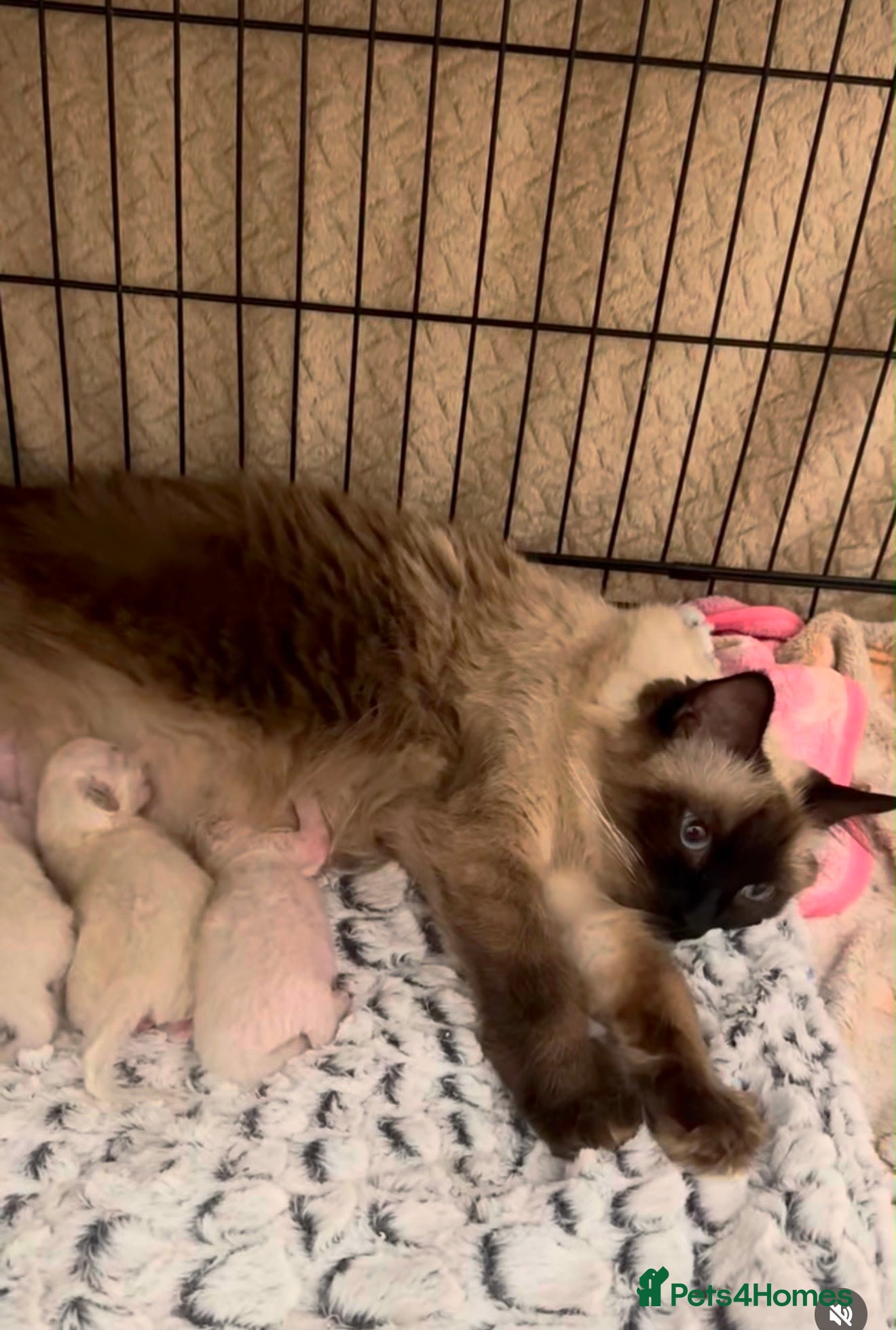 Ragdoll cats Stunning Pure Ragdoll Kittens ready to go now - Advert 2