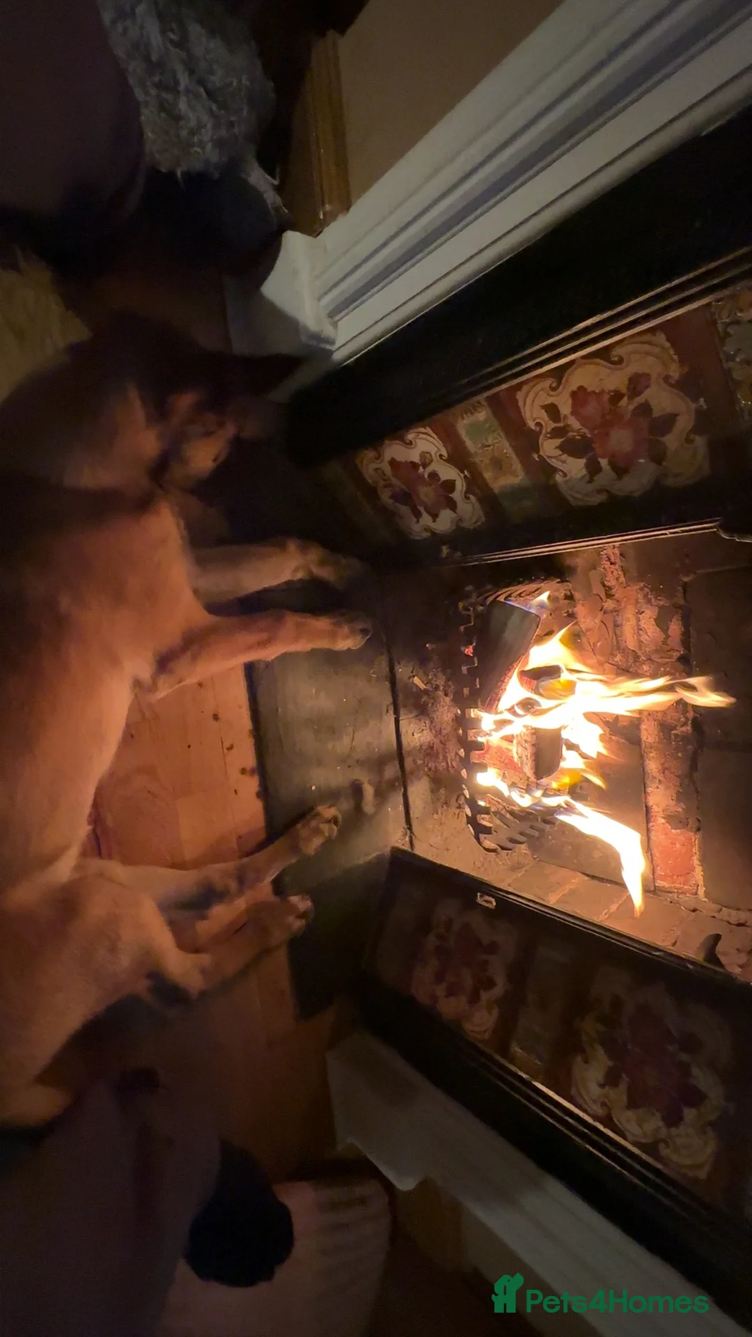 Belgian Shepherd Dog dogs for sale: Buddy, 4 months old - Advert 3