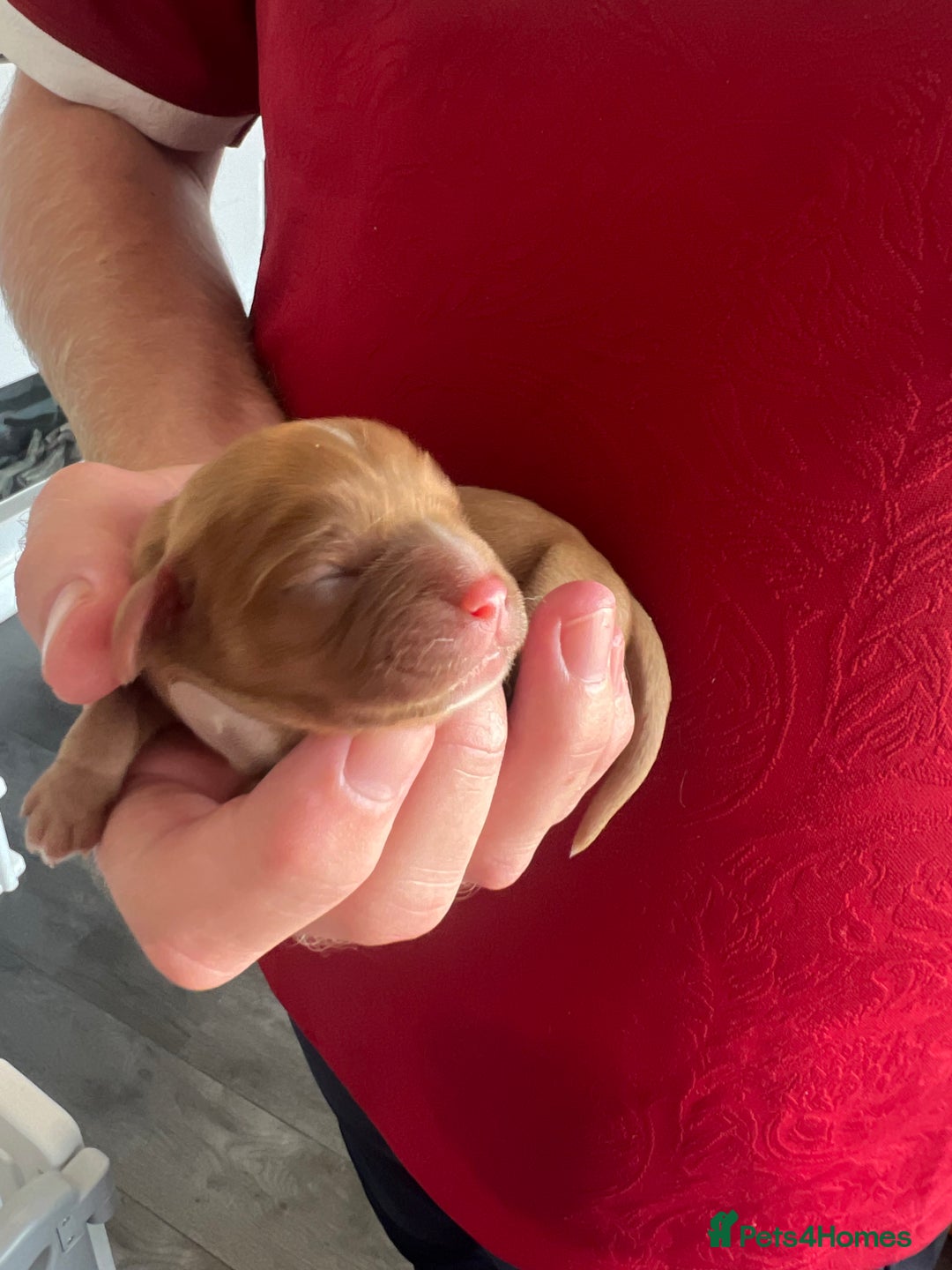 Cavalier King Charles Spaniel dogs for sale: cavalier king charles spaniels  - Image 3