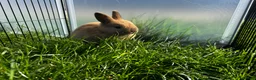 Mixed Breed rabbits for sale: Mini lop x  - Advert 1