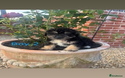 Jackapoo dogs for sale: 5 beautiful Jackapoo boys ready now!  - Image 2