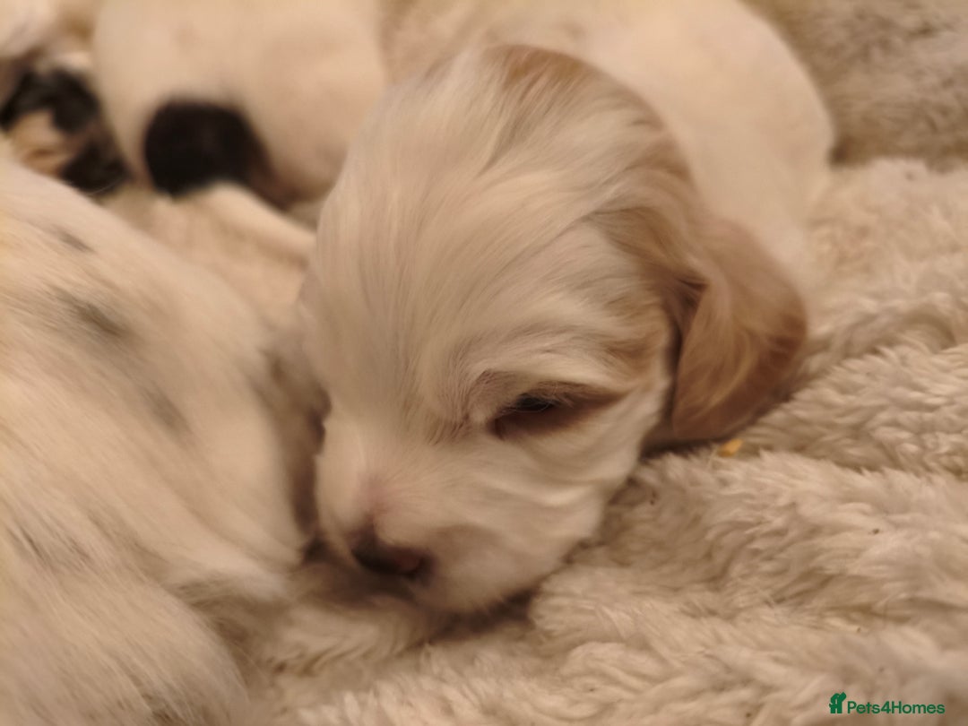 Mixed Breed dogs for sale: Gorgeous Cocker Bassett x Shichon pups  - Image 2
