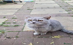 British Shorthair cats for sale: Good morning  - Image 14