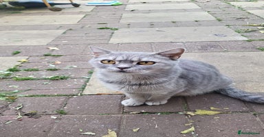 British Shorthair cats - Advert 5