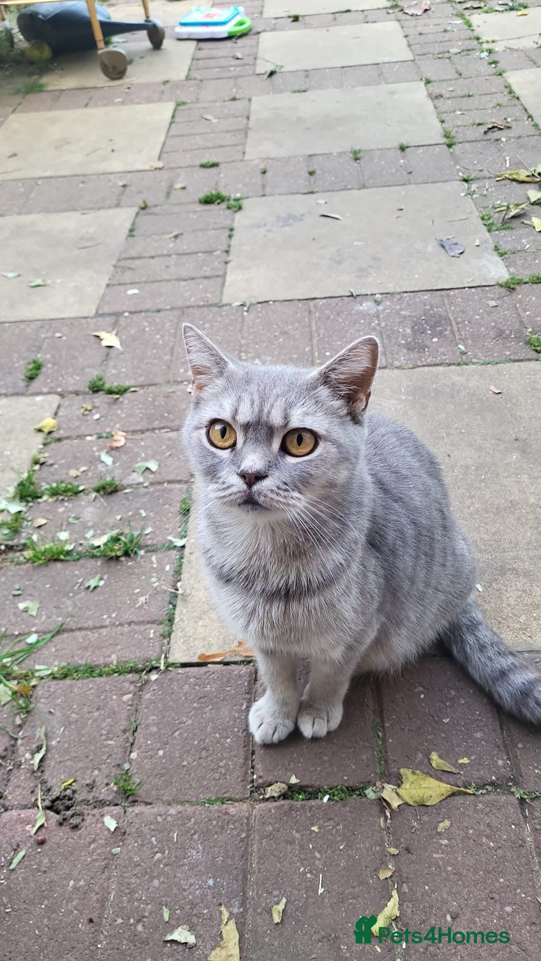 British Shorthair cats for sale: Good morning  - Image 14